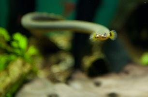 Foto: Bichir de calabar