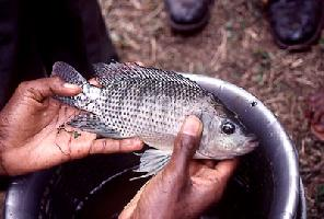 Foto: Tilapia del nilo