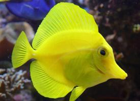 Foto: Pez cirujano amarillo