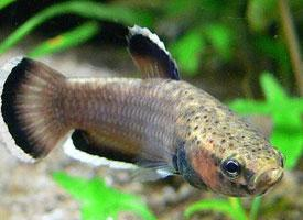 Foto: Betta
