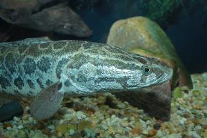 Foto: Pez cabeza de serpiente del norte
