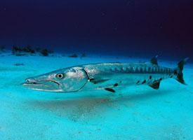 Foto: Barracuda