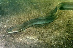 Foto: Anguila europea