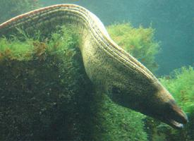 Foto: Morena del mediterráneo