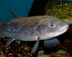 Foto: Trucha fario