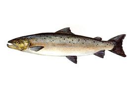 Foto: Salmón común