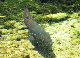 Foto: Salmón del danubio