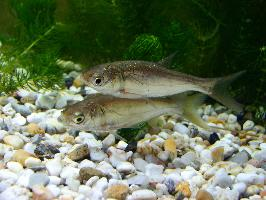 Foto: Carpa plateada