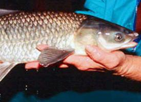 Foto: Carpa negra