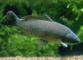 Foto: Carpa común