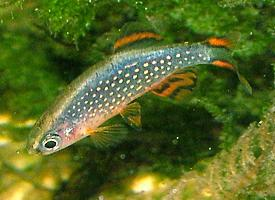 Foto: Danio margaritatus
