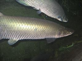Foto: Paiche