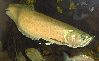 Foto: Arowana plateada