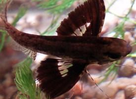 Foto: Pez mariposa de agua dulce