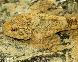 Foto: Cavilat