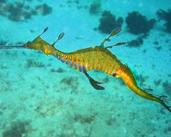 Foto: Dragón marino común