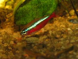 Foto: Tetra cardenal
