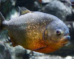 Foto: Piraña de vientre rojo
