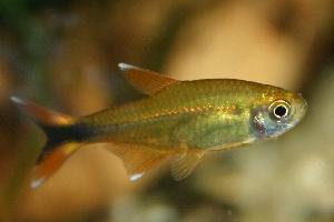 Foto: Tetra cobre