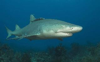 Foto: Tiburón galano