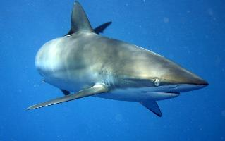 Foto: Tiburón sedoso