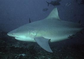 Foto: Tiburón sarda