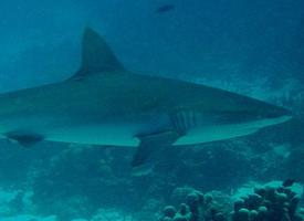 Foto: Tiburón gris