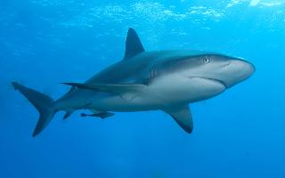 Foto: Tiburón de arrecife del caribe