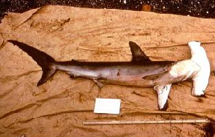 Foto: Tiburón martillo liso