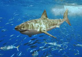 Foto: Gran tiburón blanco