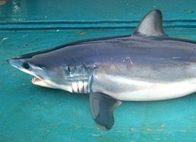 Foto: Tiburón mako