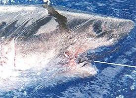 Foto: Cailón salmonero