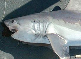 Foto: Tiburón cailón