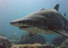 Foto: Tiburón toro
