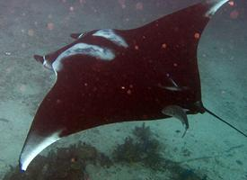 Foto: Mantarraya