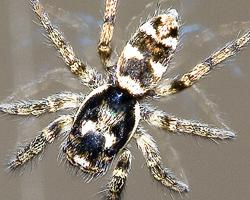 Foto: Araña cebra