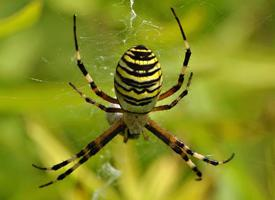 Foto: Araña tigre