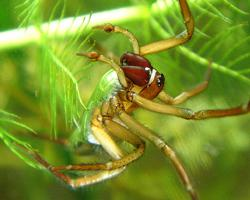 Foto: Araña de agua
