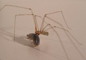 Foto: Araña de patas largas