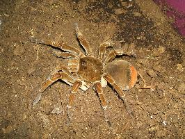 Foto: Tarántula gigante
