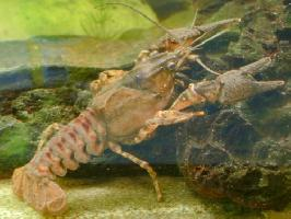 Foto: Cangrejo de los canales
