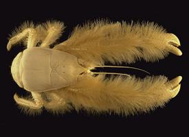 Foto: Cangrejo yeti