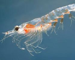 Foto: Krill del norte