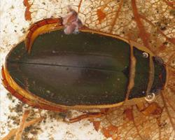 Foto: Escarabajo buceador