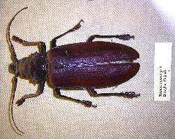 Foto: Escarabajo titán