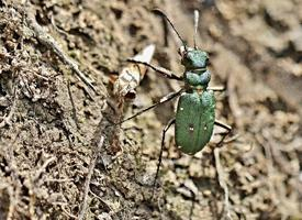 Foto: Cicindela campestre