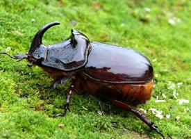 Foto: Escarabajo rinoceronte europeo