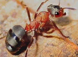 Foto: Hormiga roja de la madera