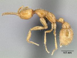Foto: La hormiga de marte
