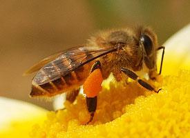Foto: Abeja melífera asiática